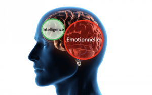 image montrant le cerveau et son intelligence émotionnelle